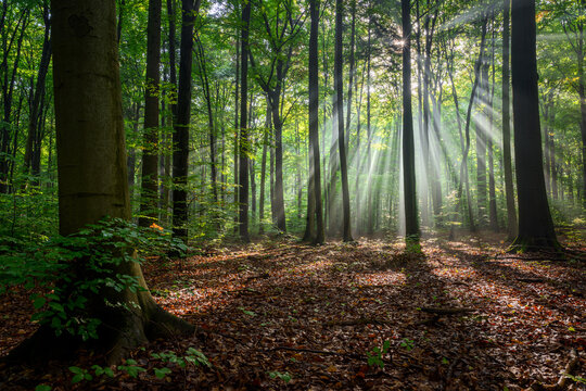 Sunny morning in the forest