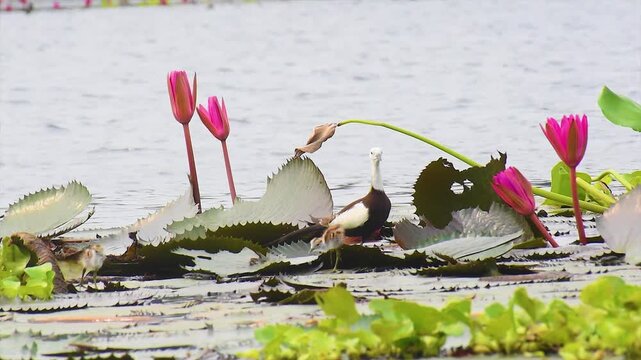 A little family of Pheasant tailed Jacana with its new born chicks are wandering through a dreamlike lake of pink water Lilies in Nature.