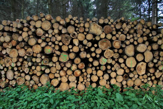 Baumstammstapel im Wald