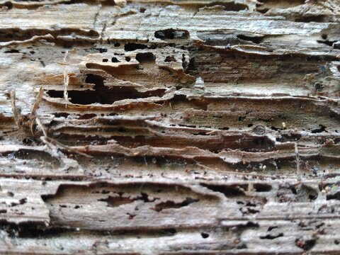 Severe termite wood damage with hollow tunnels and dry rot texture closeup

