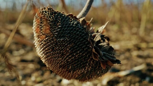 A detailed close-up shot shows a ripe, dried sunflower head packed with black seeds hanging over dry soil in an agricultural field under bright sunlight.