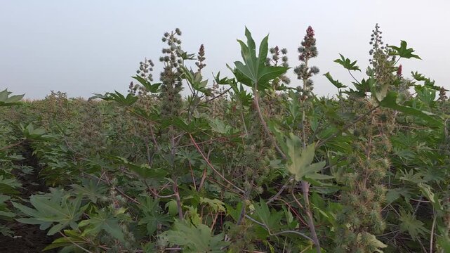 Castor oil plants with spiny seed capsules and large lobed leaves growing densely across a field