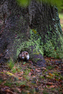Young wild marten Martes foina peeking out from a hollow at the base of a mossy tree trunk in a forest.
