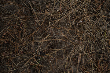 Dry brown pine needles and fallen straw covering forest ground macro background. Organic autumn pine litter texture on forest soil. Natural forestry flooring, environment, and ecology concept. © Тетяна Хіміченко
