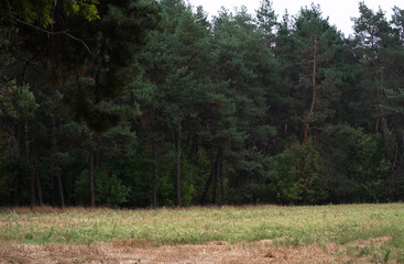 Obraz premium Dense green pine forest edge with tall trees near dry autumn grass field landscape background. Dark evergreen woods in countryside under cloudy sky. Environment and forestry concept