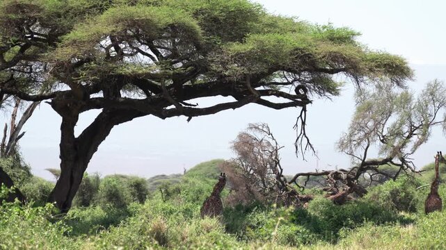 アカシアの木陰に佇むキリンの群れ、ケニア・アンボセリ国立公園のサバンナ（Giraffes under Acacia Tree, Amboseli National Park, Kenya）