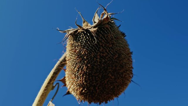 A low-angle close-up shot of a ripe dried sunflower head full of seeds against a clear blue sky in bright daylight.