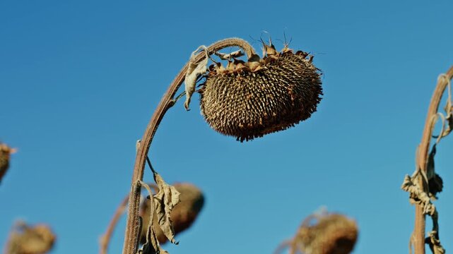 A low-angle close-up shot of a ripe dried sunflower head full of seeds against a clear blue sky in bright daylight.