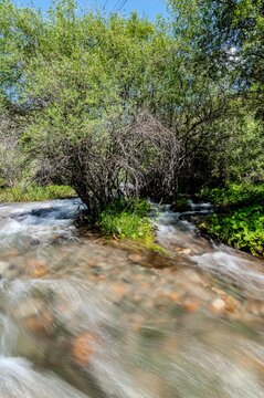 Fast flowing mountain river rapids through lush vegetation Kyrgyzstan