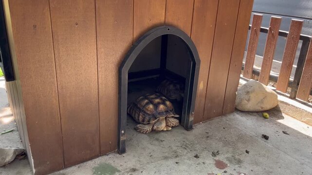 Large tortoise resting inside wooden pet house shelter