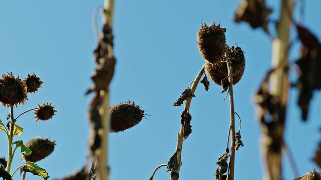 A low-angle shot captures tall dried sunflower stalks and ripe seed heads against a clear blue sky under bright sunlight before harvest.