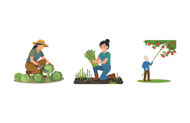 Fototapeta premium Set of Farmers Harvesting Crops Including Cabbage Asparagus and Apples Vector Illustration Design