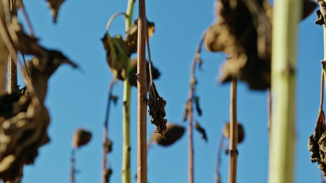 A low-angle shot captures tall dried sunflower stalks and ripe seed heads against a clear blue sky under bright sunlight before harvest.