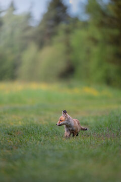 Young red fox cub Vulpes vulpes walking through a green meadow with wild yellow flowers.