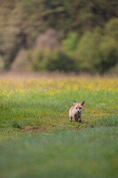 Young red fox cub Vulpes vulpes walking through a green meadow with wild yellow flowers.