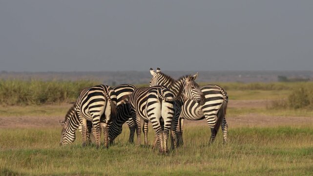 アンボセリ国立公園のサバンナで草を食むシマウマの群れ、ケニア（Zebra Herd Grazing in Amboseli National Park, Kenya）