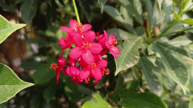 Close-up video of pink Jatropha integerrima flowers and green leaves gently swaying in the natural breeze, with peaceful ambient bird sounds in the background.