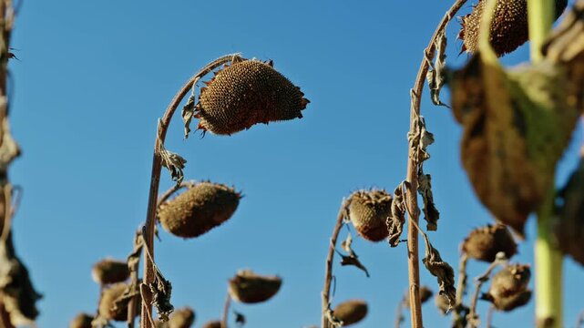 A low-angle shot captures tall dried sunflower stalks and ripe seed heads against a clear blue sky under bright sunlight before harvest.