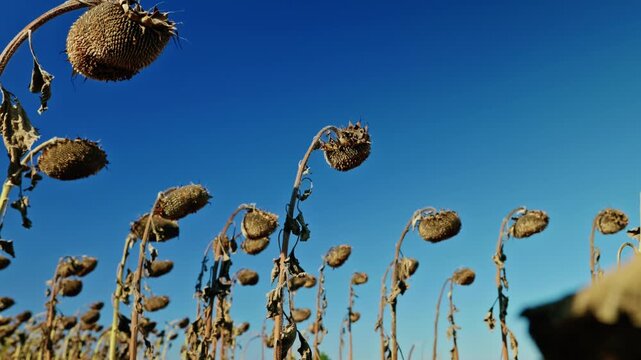 A low-angle shot captures tall dried sunflower stalks and ripe seed heads against a clear blue sky under bright sunlight before harvest.