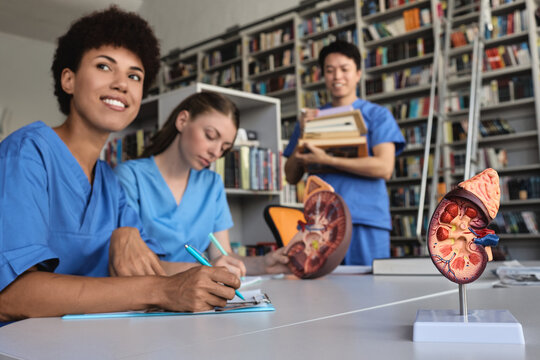 Focused intern doctors taking clinical notes by an anatomical kidney replica as their colleague brings academic literature from bookshelves