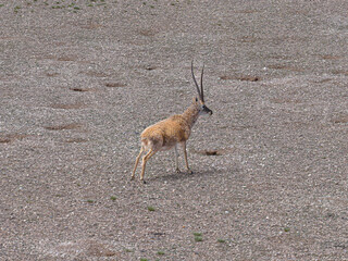 Tibetan antelope © 颂 郭