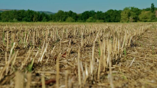 A ground-level close-up shot shows cut dry cereal stubble and straw on a harvested agricultural field under bright daylight.