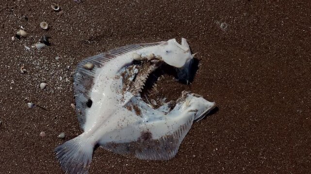 Dead fish carcass washed onto wet beach sand with scattered shells and dark tidal texture