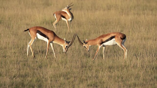 アンボセリ国立公園のサバンナで草を食むトムソンガゼルの群れ（Thomson's Gazelles Grazing in Amboseli National Park, Kenya）
