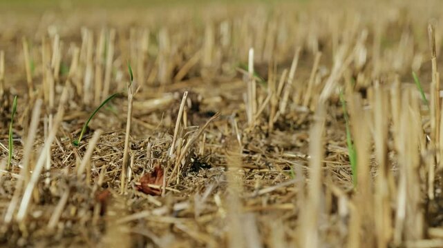 A ground-level close-up shot shows cut dry cereal stubble and straw on a harvested agricultural field under bright daylight.