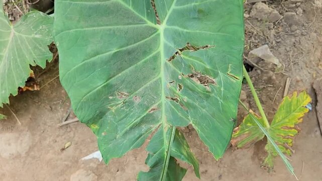 Large green leaf with visible insect damage and holes growing outdoors in natural soil environment.