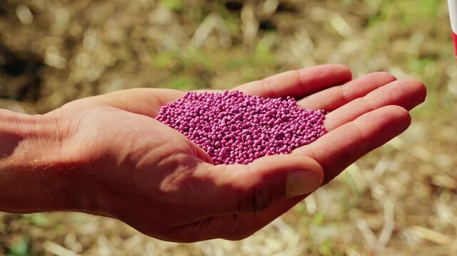 A close-up shot of an agronomist holding treated pink rapeseed seeds in palm under natural sunlight during sowing season.