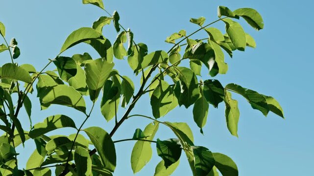 A low-angle shot shows vibrant green tree leaves and branches illuminated by direct sunlight against a clear blue sky.