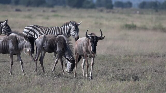 アフリカのサバンナを歩くヌーとシマウマの群れ、アンボセリ国立公園（Wildebeest and Zebra Herd Grazing on African Savanna, Amboseli National Park）