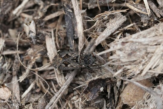 Dirt-colored seed bug insect Sphragisticus nebulosus on dry bark mulch in forest ground natural habitat close up view