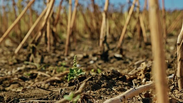 A ground-level close-up shows a green weed growing on dry soil among cut sunflower stubble in an agricultural field under bright daylight.
