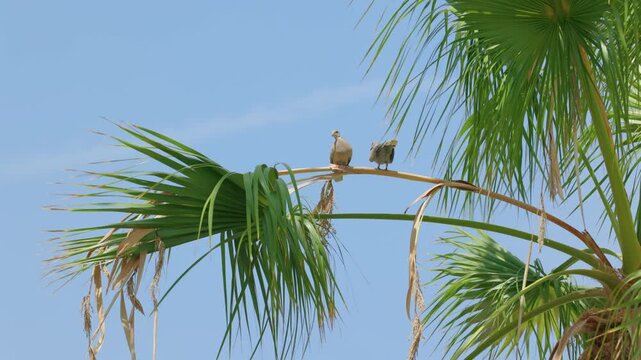 Doves resting on palm tree under blue sky in Valencia
