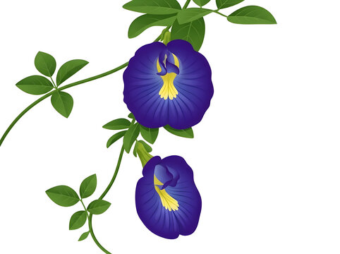 Blue butterfly pea (Bunga Telang) botanical vector illustration isolated on white