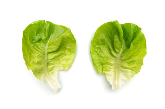 Romaine lettuce salad isolated. Cos green leaves, fresh romain salat head, raw cabbage