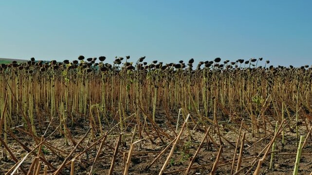 A wide shot of mature dried sunflowers with ripe seed heads standing in an agricultural field under a clear blue sky before harvest.