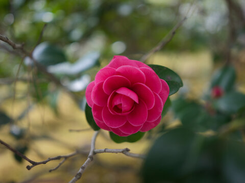 A camellia flower close-up in a temple garden, Japan