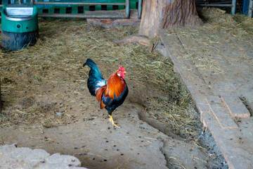 Colorful Rooster with Bright Red Comb Standing in a Barn Yard with Straw © dizfoto1973