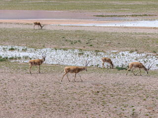 Tibetan antelope © 颂 郭