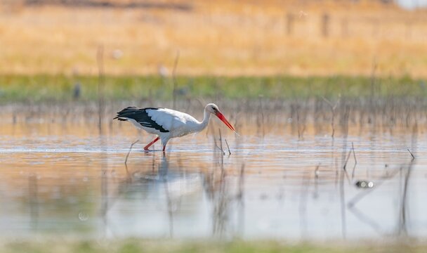 A white stork (Ciconia ciconia) foraging and looking for food in the shallow waters of Kabakli Pond (Kabaklı G&ouml;leti) in the Tigris Valley (Dicle Vadisi), Diyarbakir, Turkey. This migratory bird is tak