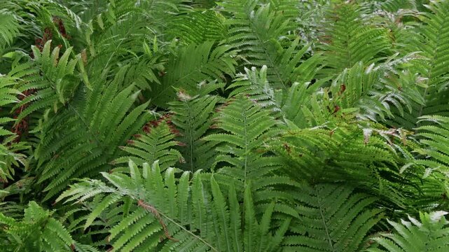 Dense green fern fronds creating lush natural texture with layered leafy pattern in garden setting