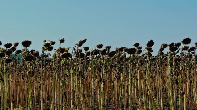 A wide shot of mature dried sunflowers with ripe seed heads standing in an agricultural field under a clear blue sky before harvest.