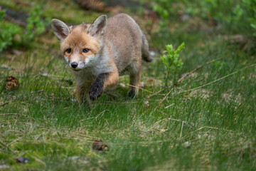 Fototapeta premium Young red fox cub Vulpes vulpes running through a mossy forest floor behind green bushes.