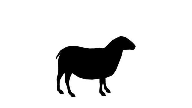 Silhouette Sheep Grazing in Field