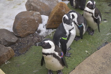 Fototapeta premium 飼いペンギン-01