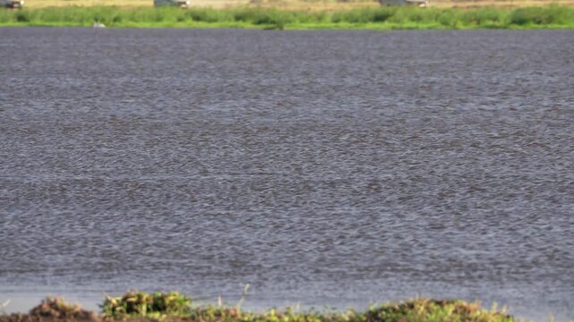 アンボセリ国立公園の湿地で水面に顔を出すカバ、ケニアの野生動物（Hippos in Amboseli National Park Wetland, Kenya）