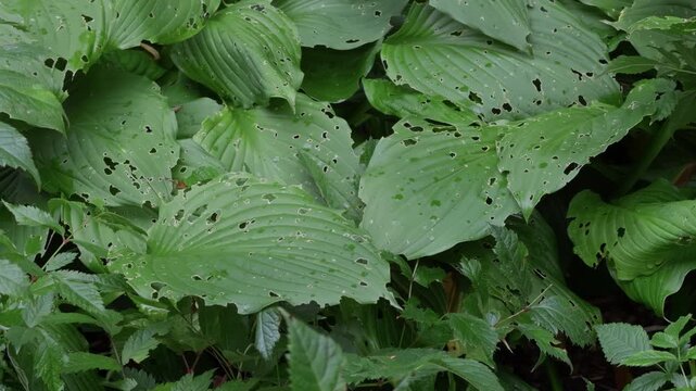 Dense green hosta leaves with insect holes forming textured natural garden ground cover